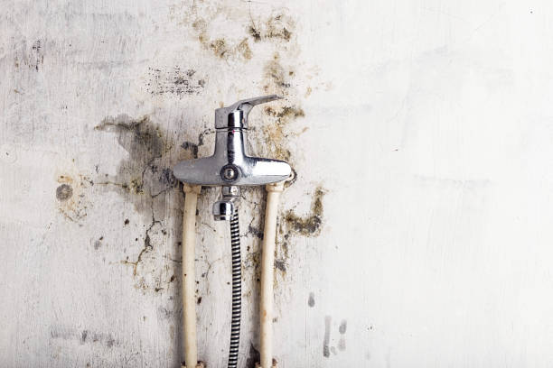 Best DIY Mold Remediation Support Services in Constantine, MI