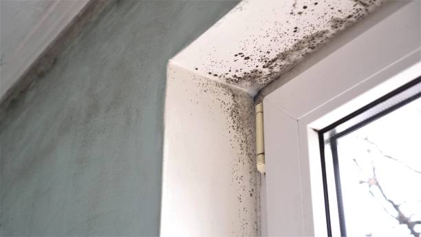 Best HVAC Mold Remediation in Constantine, MI