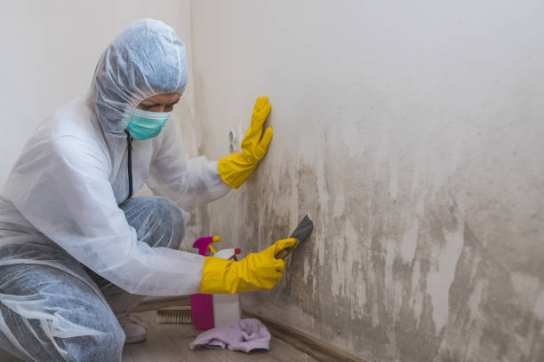 Best Basement Mold Remediation in Constantine, MI