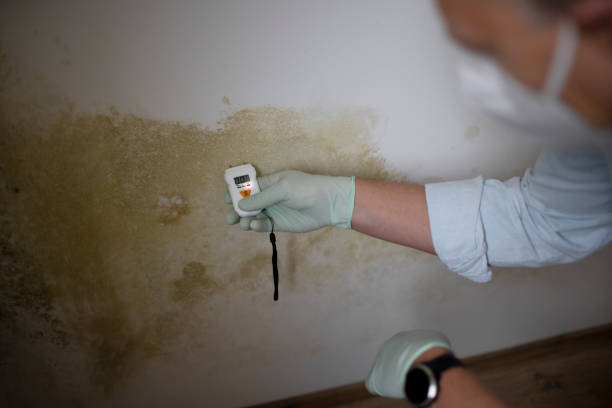Best Health and Safety Mold Remediation in Constantine, MI