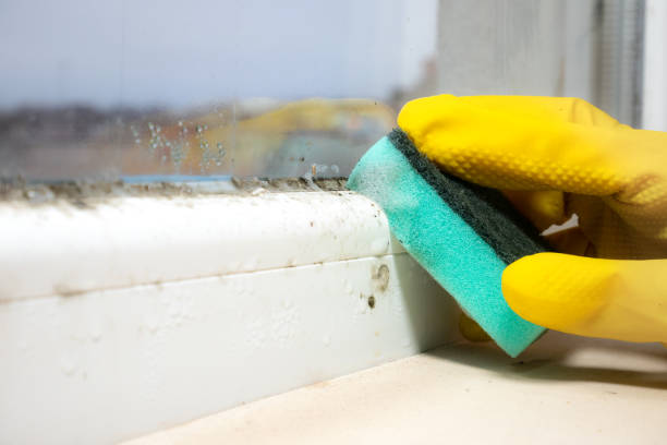 Best Mold Testing and Inspection Services in Constantine, MI
