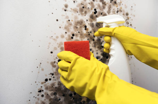 Best Mold Remediation for Specific Building Types in Constantine, MI