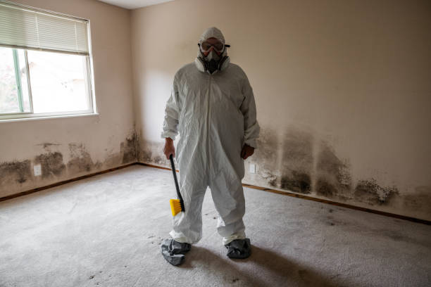 Best Black Mold Remediation in Constantine, MI