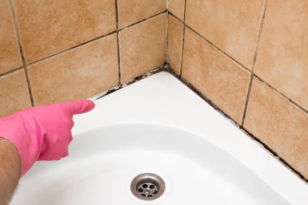 Best Basement Mold Remediation in Constantine, MI